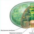 Los plastidios están presentes en las células de todas las plantas.