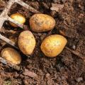 Fitur menanam kentang di tanah perawan