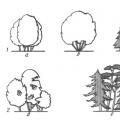 Principios de la construcción de composiciones de árboles y arbustos.