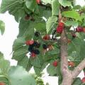 Mulberry: budidaya dan perawatan, penanaman dan pemangkasan