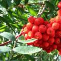 Παράσιτα του chokeberry: μέθοδοι καταπολέμησης Τα φύλλα του chokeberry κιτρινίζουν τι να κάνουμε