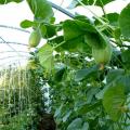 Teknologi menanam semangka di tanah terbuka, pemilihan tanah, pembentukan dan perawatan