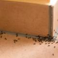 Hogyan lehet örökre megszabadulni a hangyáktól a házban: védekezési és megelőzési eszközök Biztonságos gyógymód a hangyák ellen a házban