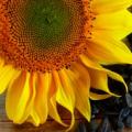 Bunga matahari tahunan: fitur budidaya, deskripsi dan jenis Bunga matahari jenis tanaman apa