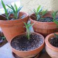Perbanyakan dan perawatan oleander dalam ruangan di rumah