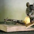 Hangi yalıtım fareler tarafından çiğnenmez ve neden bu kadar önemlidir?