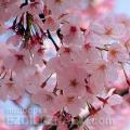 Ayo pergi ke Jepang: Ramalan bunga sakura diterbitkan untuk
