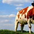 Ordeñar una vaca en un sueño: interpretación de libros de sueños Interpretación de los sueños de ver ordeñar una vaca