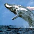 ¿Cuáles son las ballenas más grandes del mundo?