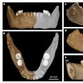 Formas de Asentamiento del Hombre Denisovano Neandertales y Denisovanos